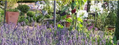 Plant Supply